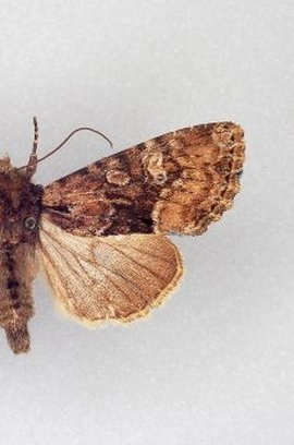 tweekleurige grasuil, Apamea illyria, museum.jpg